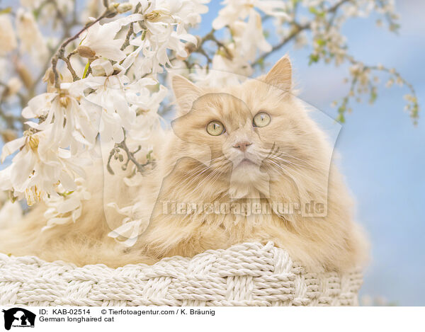 Deutsch Langhaar / German longhaired cat / KAB-02514