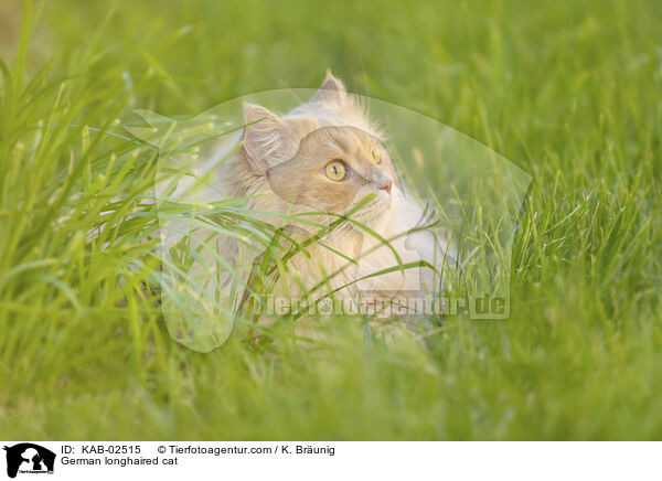 Deutsch Langhaar / German longhaired cat / KAB-02515