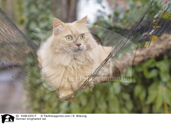 Deutsch Langhaar / German longhaired cat / KAB-02517