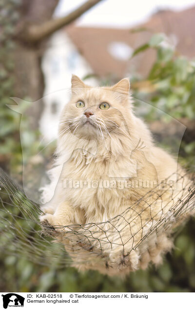 Deutsch Langhaar / German longhaired cat / KAB-02518
