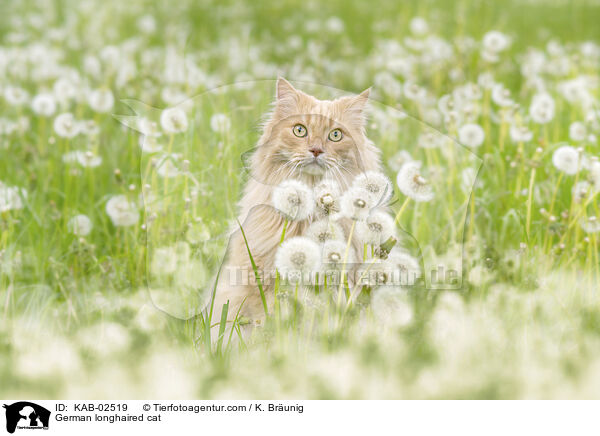 Deutsch Langhaar / German longhaired cat / KAB-02519