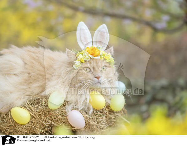 Deutsch Langhaar / German longhaired cat / KAB-02521
