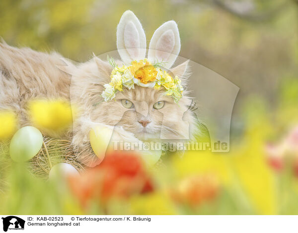 Deutsch Langhaar / German longhaired cat / KAB-02523