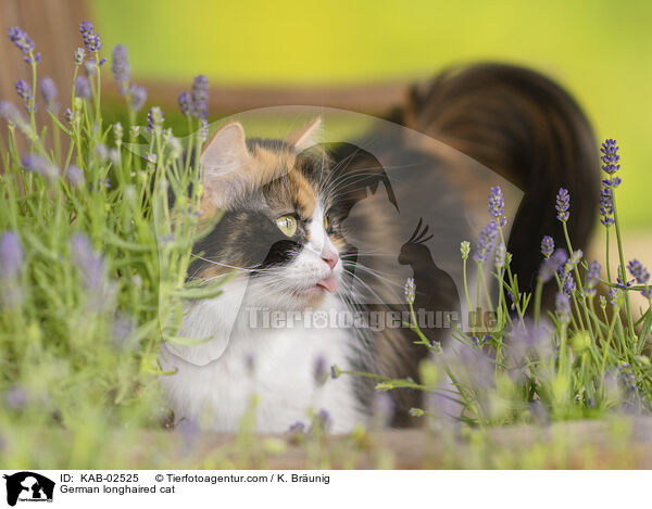 Deutsch Langhaar / German longhaired cat / KAB-02525