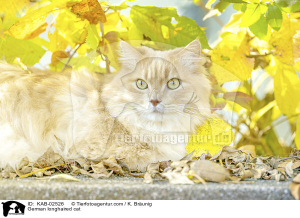 Deutsch Langhaar / German longhaired cat / KAB-02526