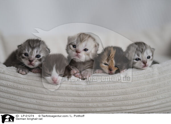 Deutsch Langhaar Katze / German longhair cat / LP-01274