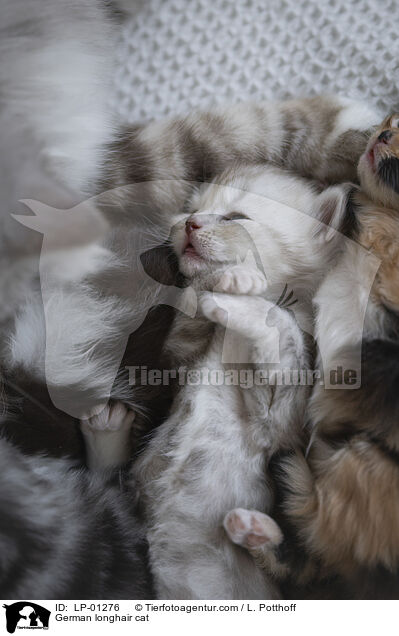 Deutsch Langhaar Katze / German longhair cat / LP-01276