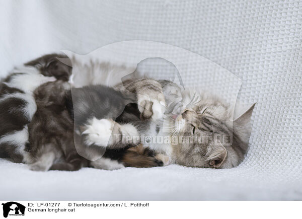 Deutsch Langhaar Katze / German longhair cat / LP-01277