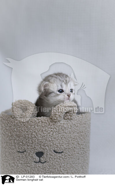 Deutsch Langhaar Katze / German longhair cat / LP-01283