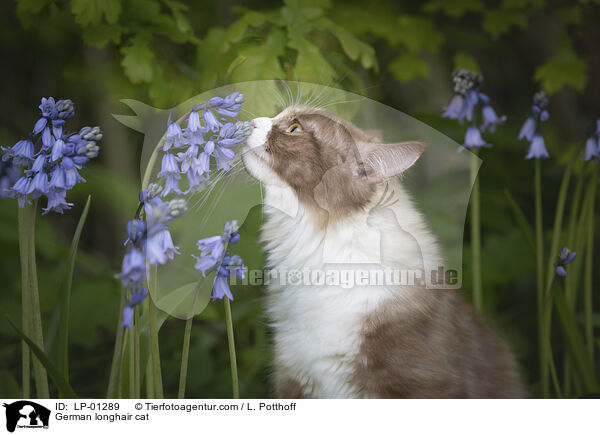 Deutsch Langhaar Katze / German longhair cat / LP-01289