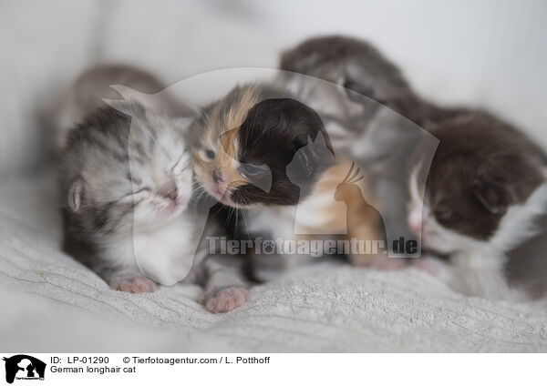Deutsch Langhaar Katze / German longhair cat / LP-01290