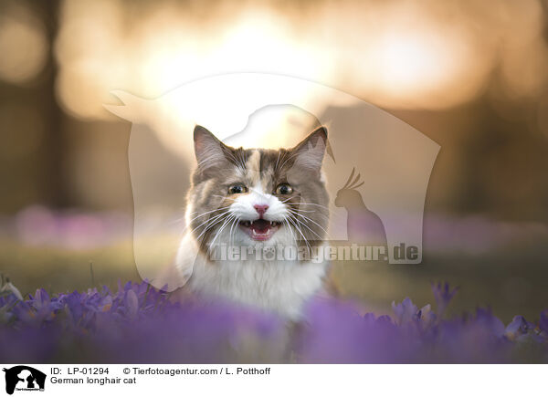 Deutsch Langhaar Katze / German longhair cat / LP-01294