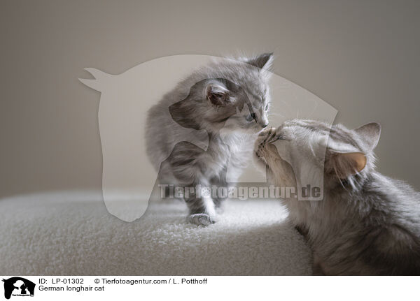 Deutsch Langhaar Katze / German longhair cat / LP-01302