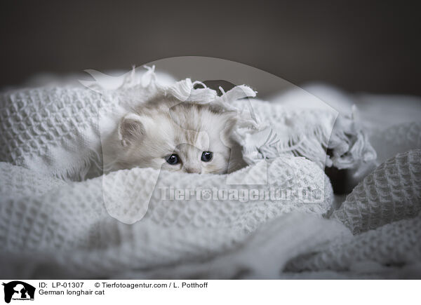 Deutsch Langhaar Katze / German longhair cat / LP-01307