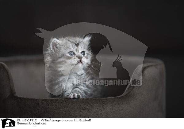 Deutsch Langhaar Katze / German longhair cat / LP-01312