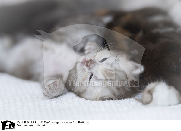 Deutsch Langhaar Katze / German longhair cat / LP-01313