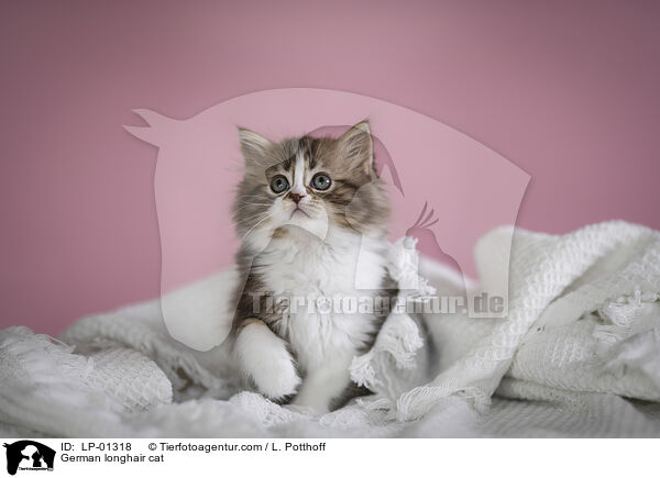 Deutsch Langhaar Katze / German longhair cat / LP-01318
