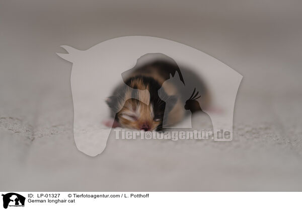 Deutsch Langhaar Katze / German longhair cat / LP-01327