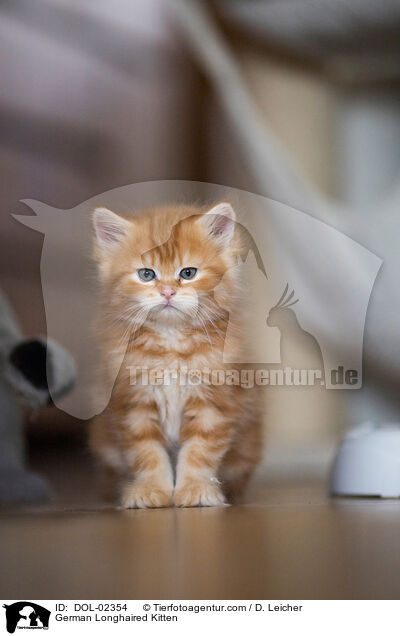 Deutsch Langhaar Ktzchen / German Longhaired Kitten / DOL-02354