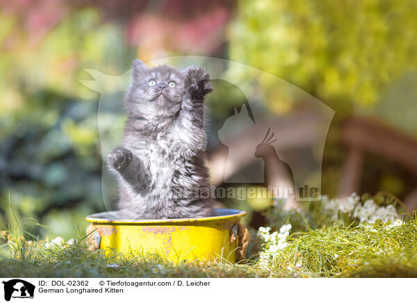 Deutsch Langhaar Ktzchen / German Longhaired Kitten / DOL-02362