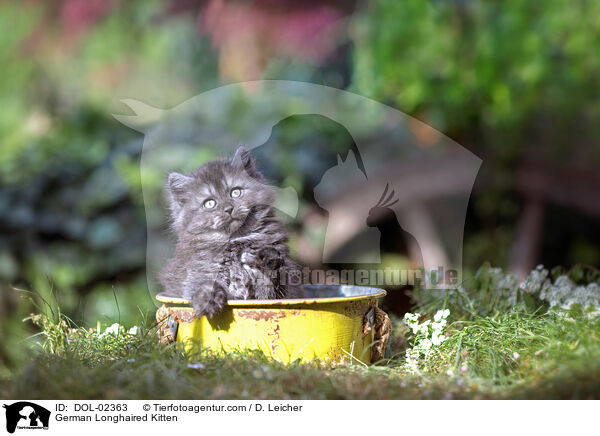 Deutsch Langhaar Ktzchen / German Longhaired Kitten / DOL-02363