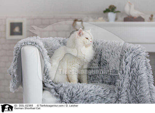 Deutsch Langhaar Katze / German Shorthair Cat / DOL-02365