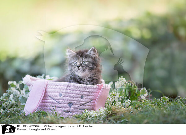 Deutsch Langhaar Ktzchen / German Longhaired Kitten / DOL-02369