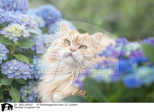 Deutsch Langhaar / German Longhair Cat / DOL-02437