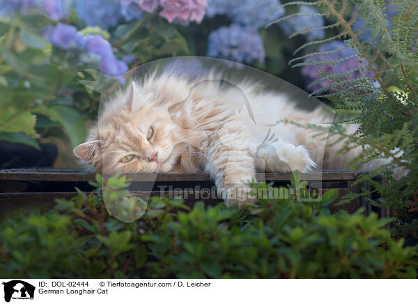 Deutsch Langhaar / German Longhair Cat / DOL-02444