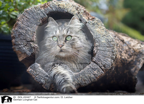 Deutsch Langhaar / German Longhair Cat / DOL-02447