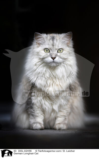 Deutsch Langhaar / German Longhair Cat / DOL-02456