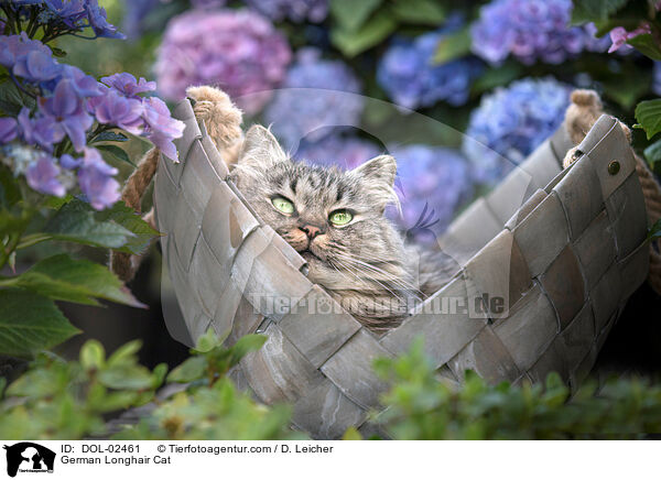 Deutsch Langhaar / German Longhair Cat / DOL-02461