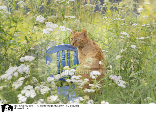 Hauskatze / domestic cat / KAB-02601