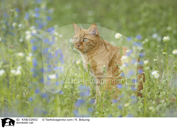 Hauskatze / domestic cat / KAB-02602