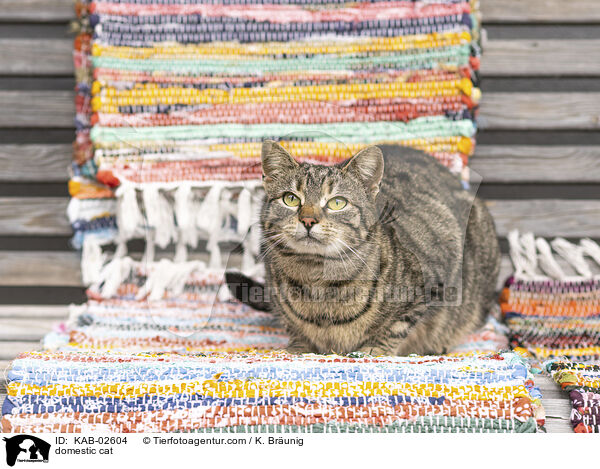 Hauskatze / domestic cat / KAB-02604