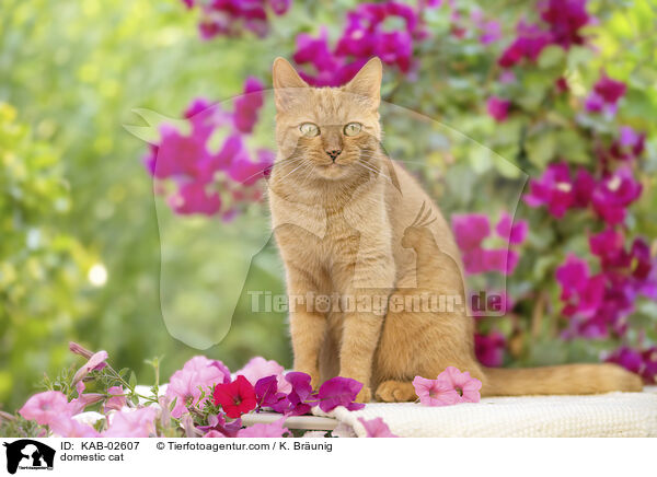 Hauskatze / domestic cat / KAB-02607