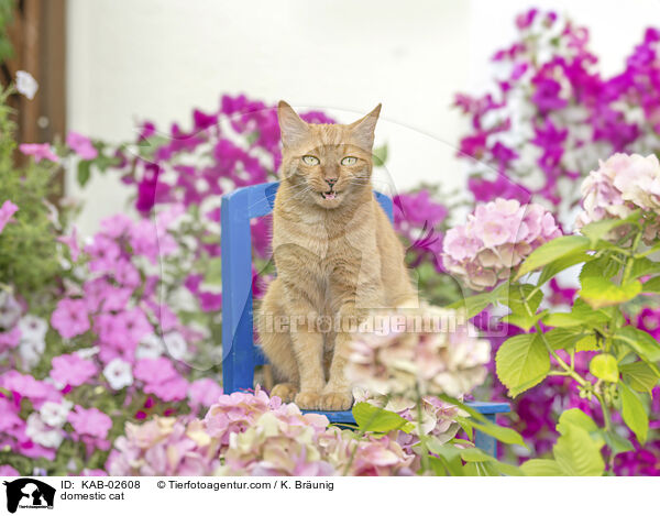 Hauskatze / domestic cat / KAB-02608
