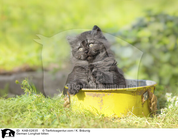 Deutsch Langhaar Ktzchen / German Longhair kitten / KAB-02635