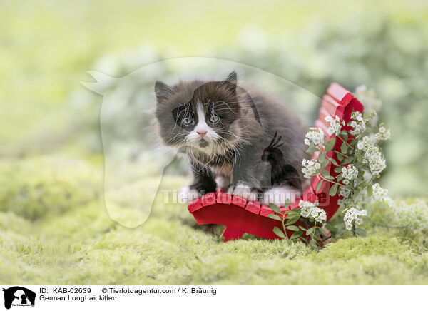 Deutsch Langhaar Ktzchen / German Longhair kitten / KAB-02639