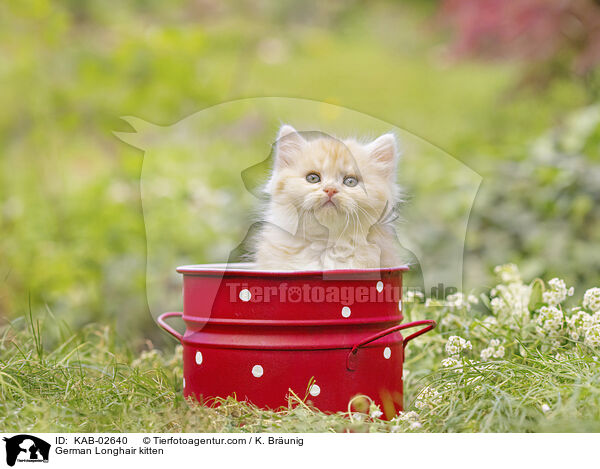 Deutsch Langhaar Ktzchen / German Longhair kitten / KAB-02640