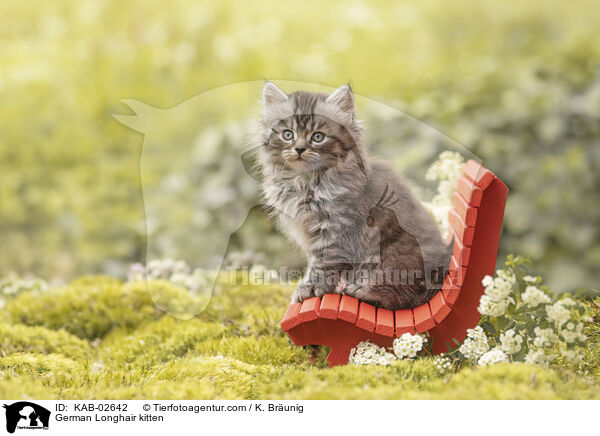 Deutsch Langhaar Ktzchen / German Longhair kitten / KAB-02642