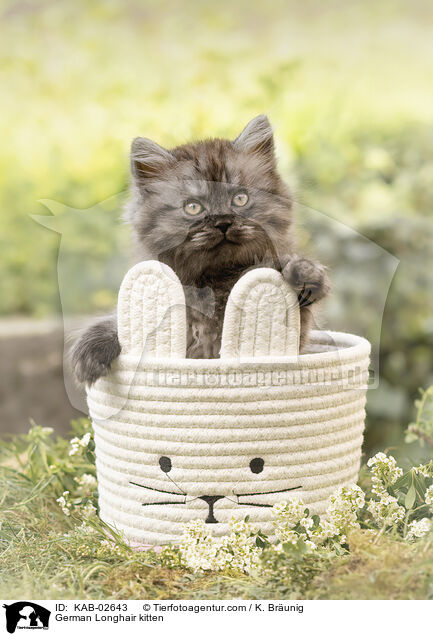 Deutsch Langhaar Ktzchen / German Longhair kitten / KAB-02643