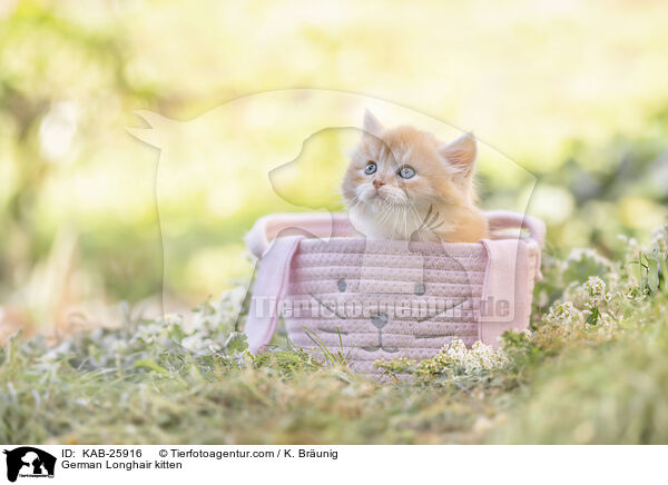 Deutsch Langhaar Ktzchen / German Longhair kitten / KAB-25916