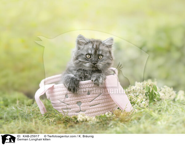 German Longhair kitten / KAB-25917