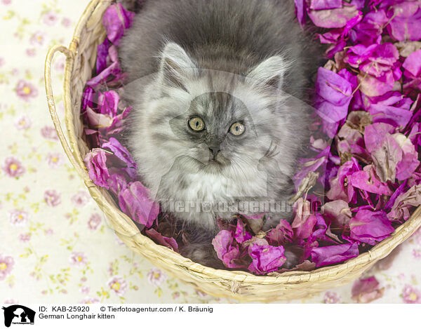 Deutsch Langhaar Ktzchen / German Longhair kitten / KAB-25920