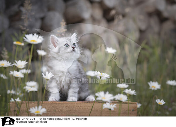Deutsch Langhaar Ktzchen / German longhair kitten / LP-01394