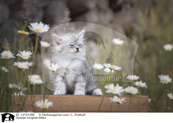 Deutsch Langhaar Ktzchen / German longhair kitten / LP-01395