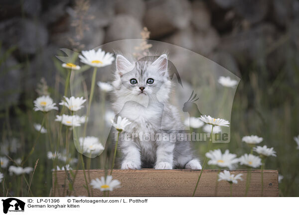 Deutsch Langhaar Ktzchen / German longhair kitten / LP-01396