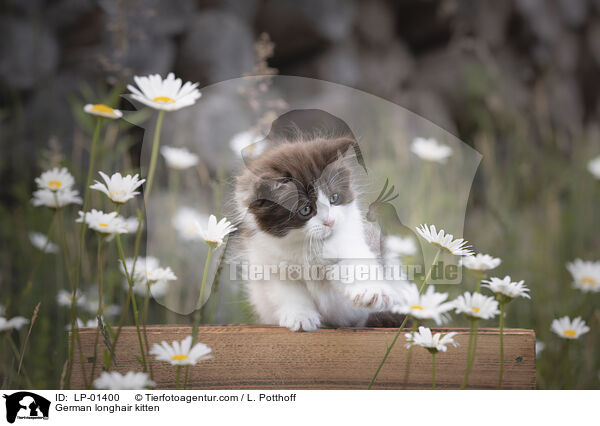 Deutsch Langhaar Ktzchen / German longhair kitten / LP-01400