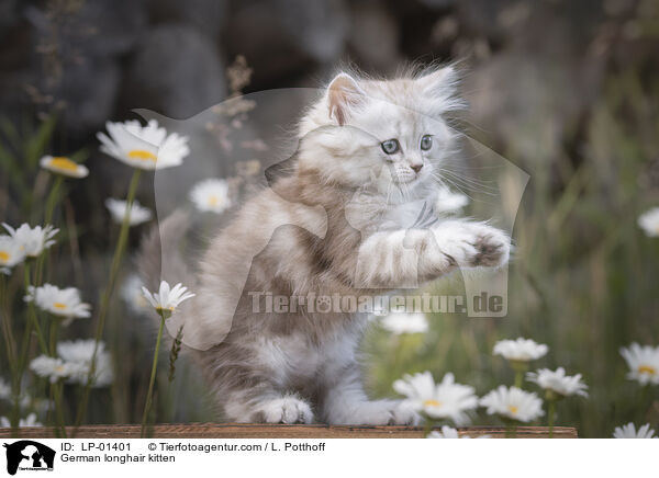 Deutsch Langhaar Ktzchen / German longhair kitten / LP-01401